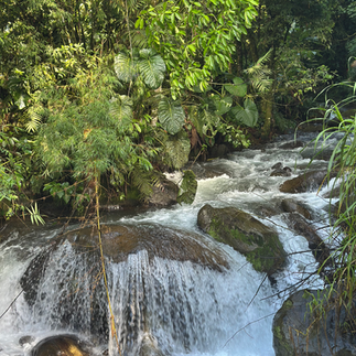 Flora and Waterfalls at Reserva Cloudbridge