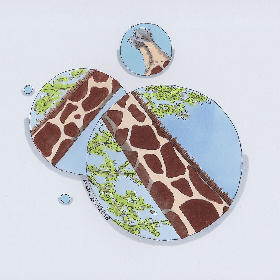 giraffes