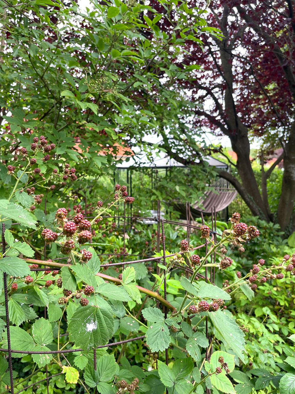 brombær i haven