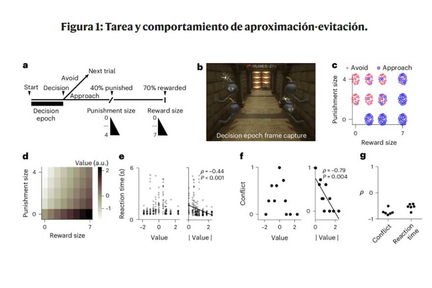 Neuroinvestigadores saben lo que hará una persona antes que ella misma. Centro de Psicología Aplicada Maribel Gámez