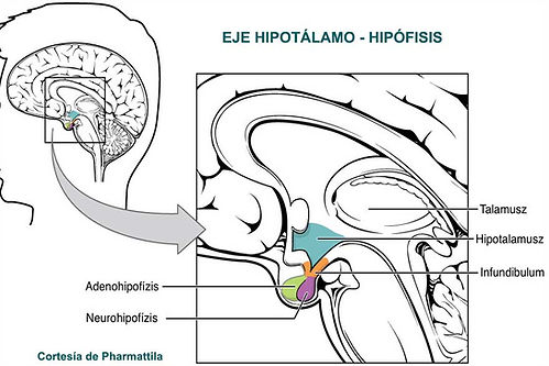 “Y encima me va a venir la regla.” Qué dice la ciencia sobre cómo afecta el ciclo menstrual. Centro de Psicología Aplicada Maribel Gámez
