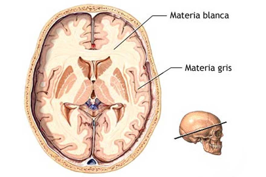 ¿En qué lengua piensan los bilingües? Centro de Psicología Aplicada Maribel Gámez