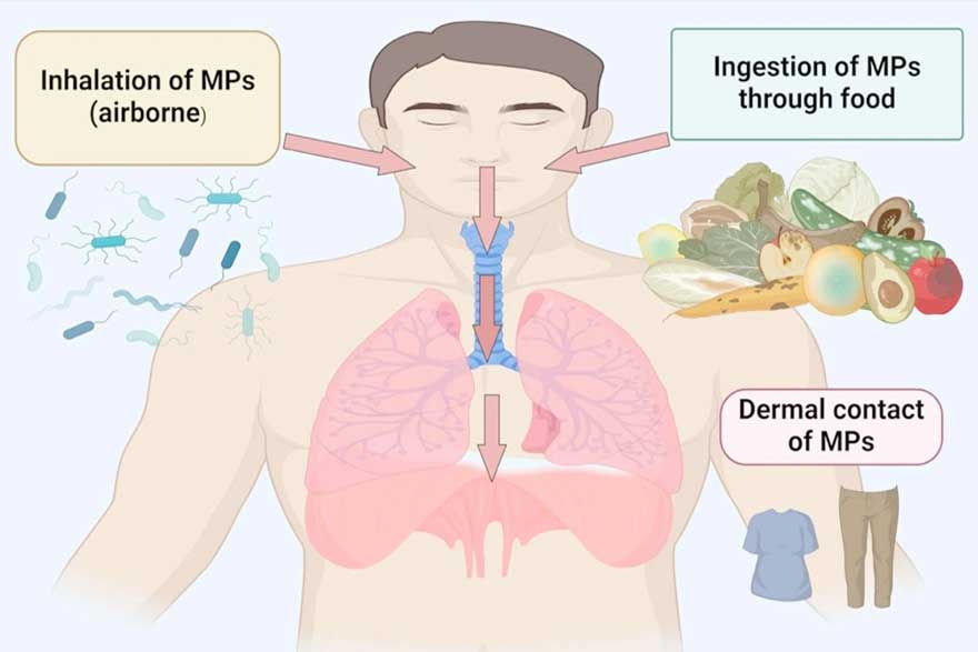 A vueltas con los microplásticos y el daño cerebral. Centro de Psicología Aplicada Maribel Gámez