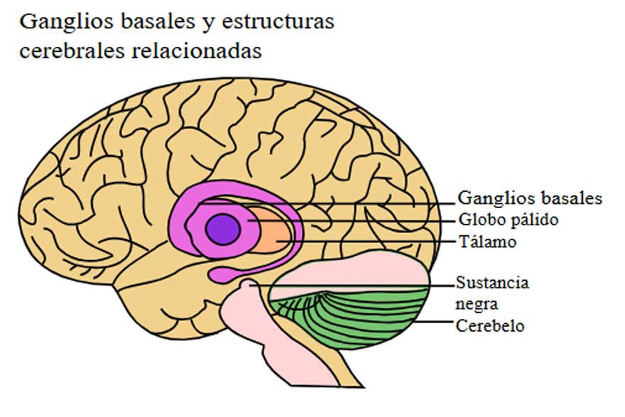 ¿En qué lengua piensan los bilingües? Centro de Psicología Aplicada Maribel Gámez