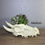 Thumbnail: skull planter, horned skull planter, dragon skull planter, gothic planter, fantasy planter, succulent skull pot, gothic decor