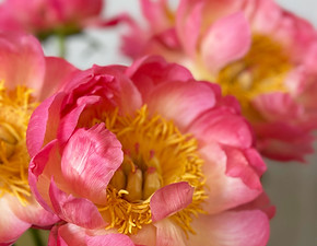 peony flowers, la