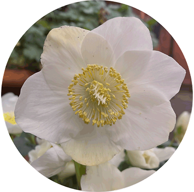 Hellebore.png