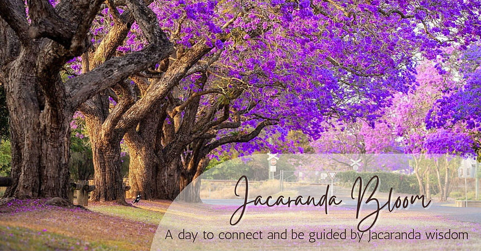 Jacaranda Bloom FB Cover.jpg