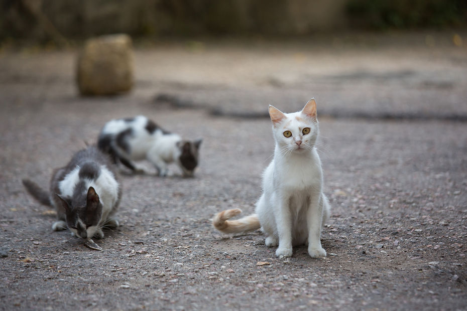 Feral cats