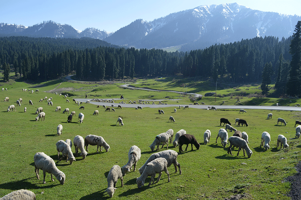 Yousmarg Kashmir | Places to visit in Kashmir