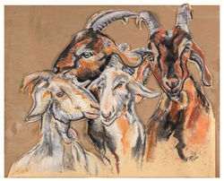 Goats in the Negev