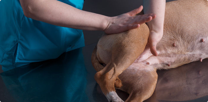 « Kinésiologue animalier spécialisé dans le bien‑être des chiens, chats et chevaux. Grâce à des techniques douces, la kinésiologie aide à libérer les tensions, apaiser le stress, accompagner les troubles émotionnels et améliorer le confort de l’animal au quotidien. »