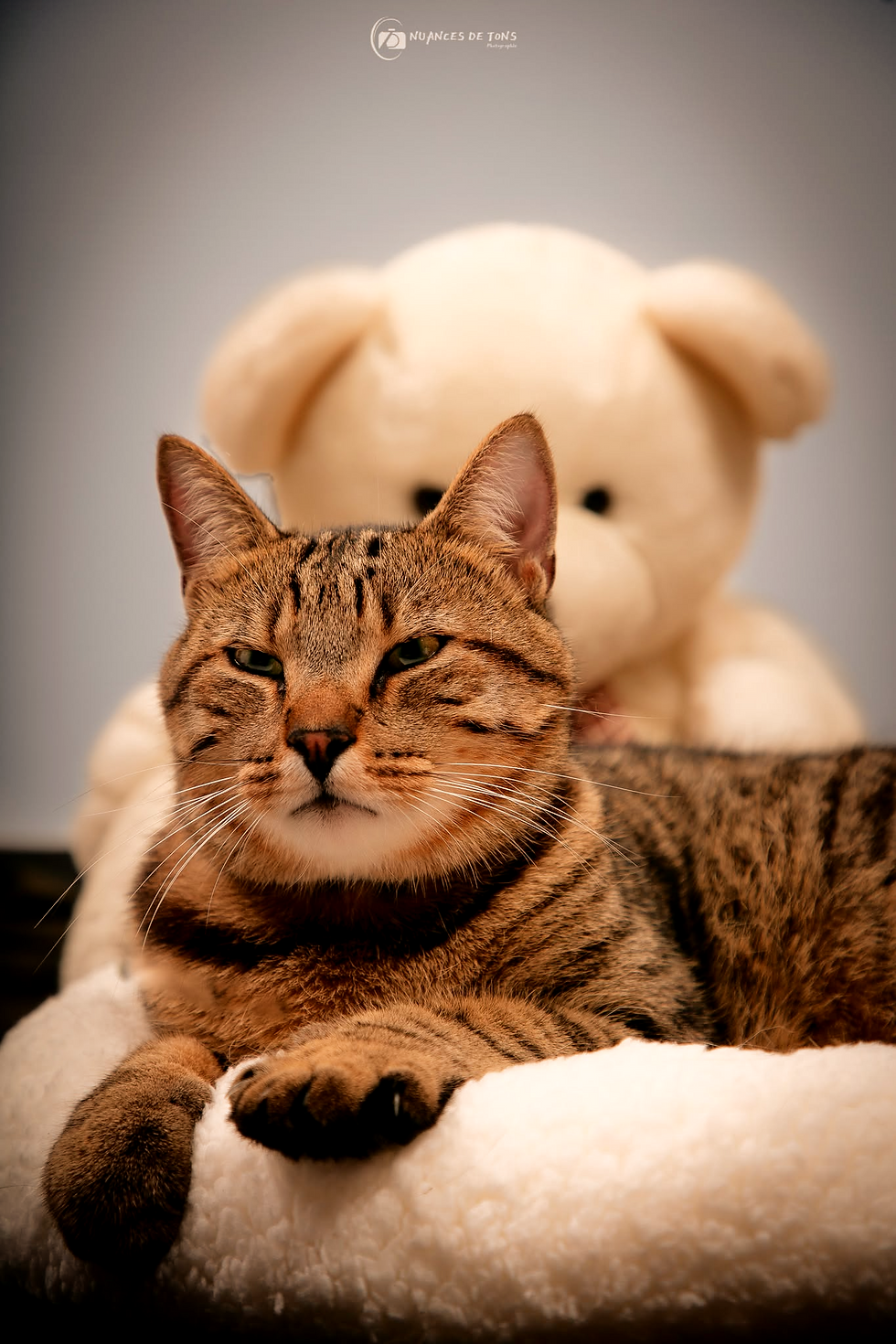 portrait de chat couché