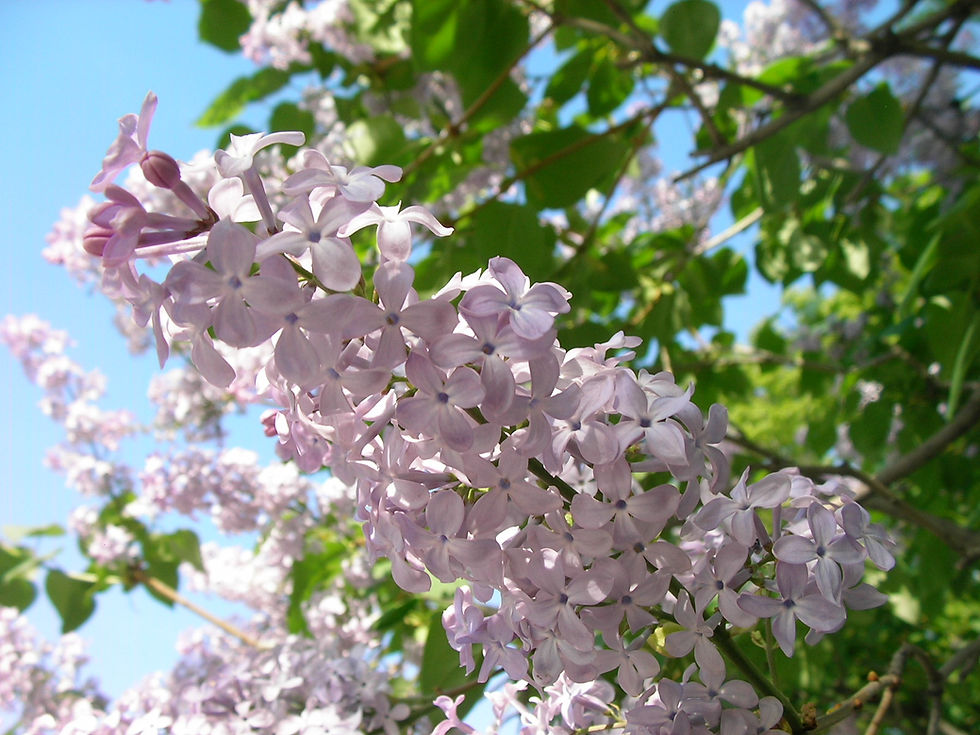 Lilac, Odori Park