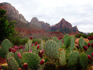 How to Overwinter Cacti Outside in Colder Climates