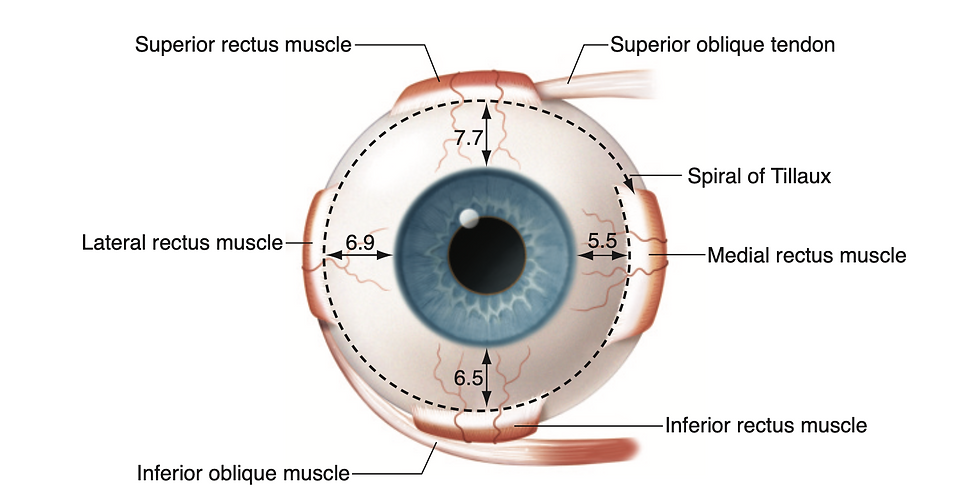 infographic eye muscles