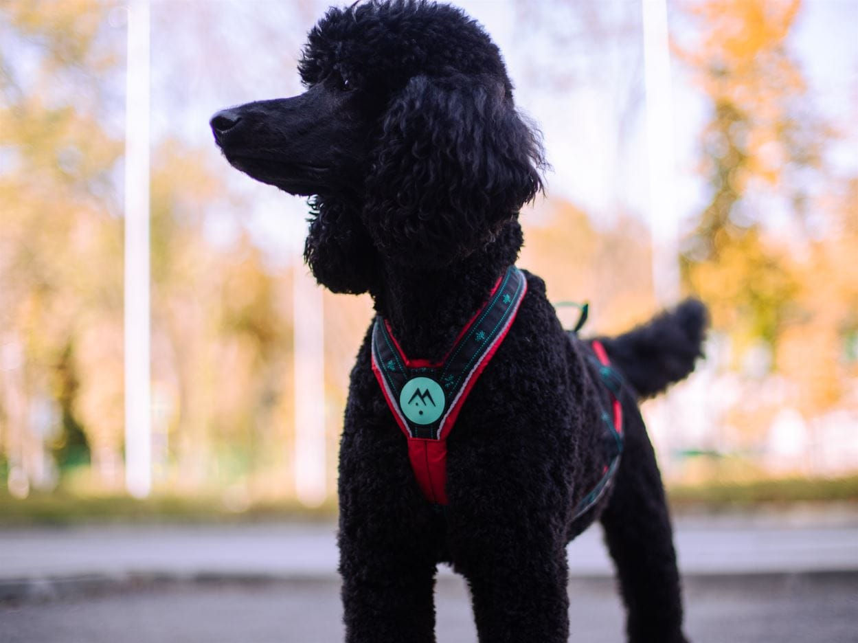 Takotna_x-back_harness