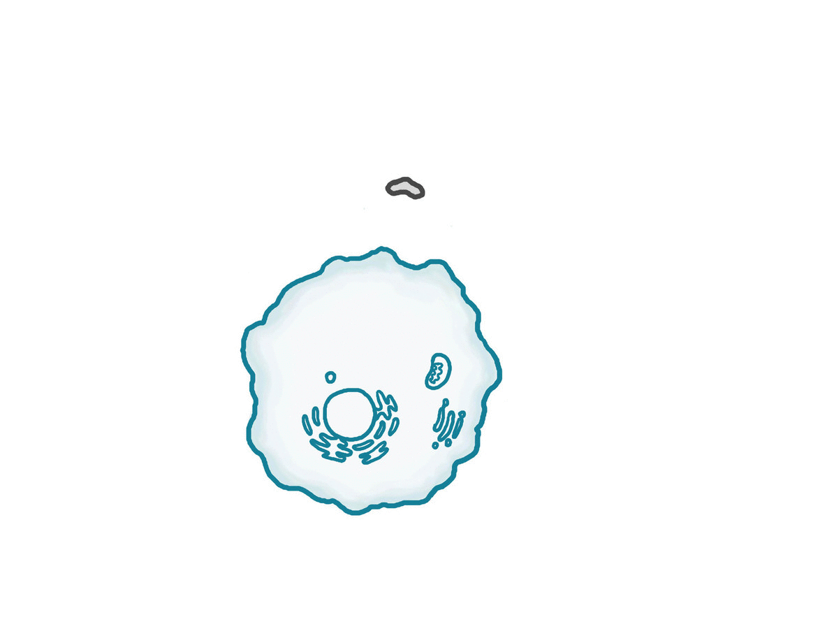 Phagocytosis Assay