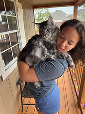 Silver Tabby male HellKatt Cattery