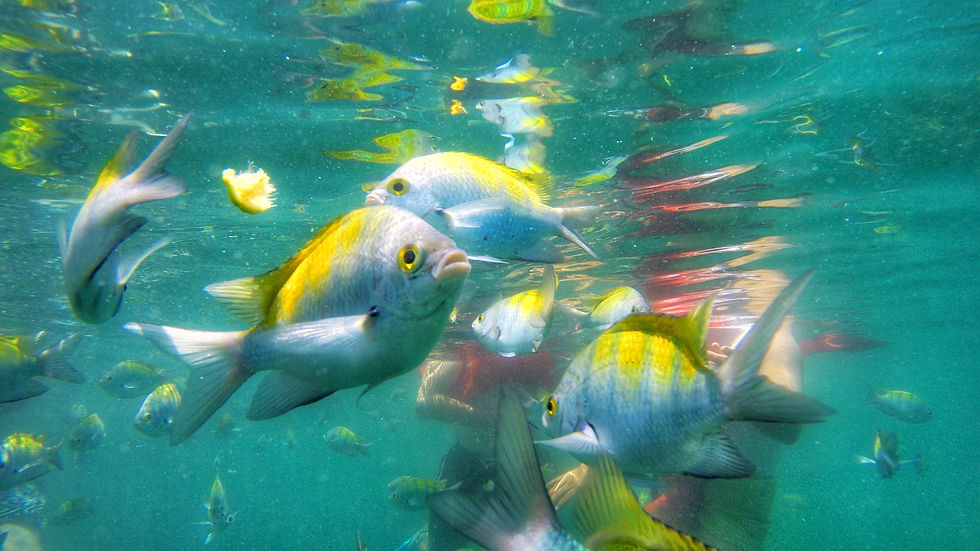 Snorkeling in Costa Rica