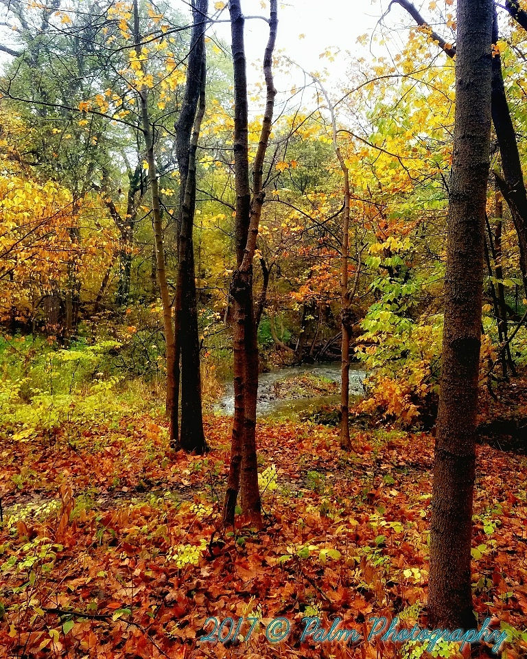Fall in Illinois