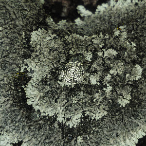 Art Lab vol.1 x RADAR