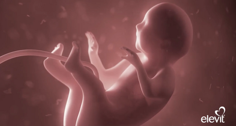 Elevit Arabia - Egypt