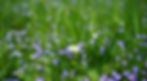 daisy-3102512_1280.jpg