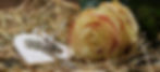 rose-2042254_1280.jpg