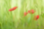 poppy-6321015_1280.jpg