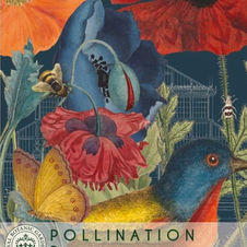 Kew Garden Pollinator Seeds