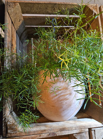 Terracotta pot and plant