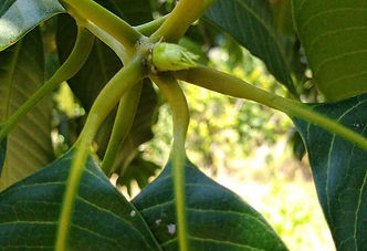 2. Inducción floral.jpg