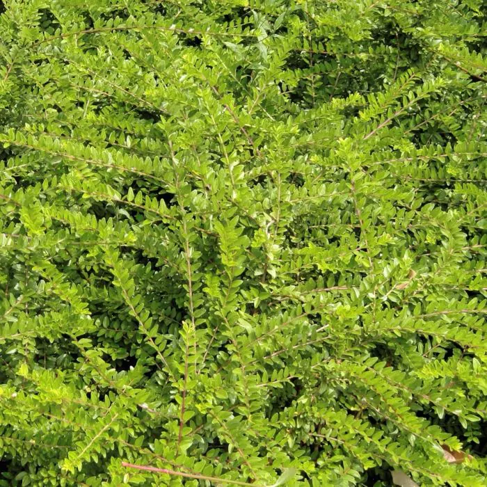 Miniatura: Lonicera Nitida 'Maygrün'