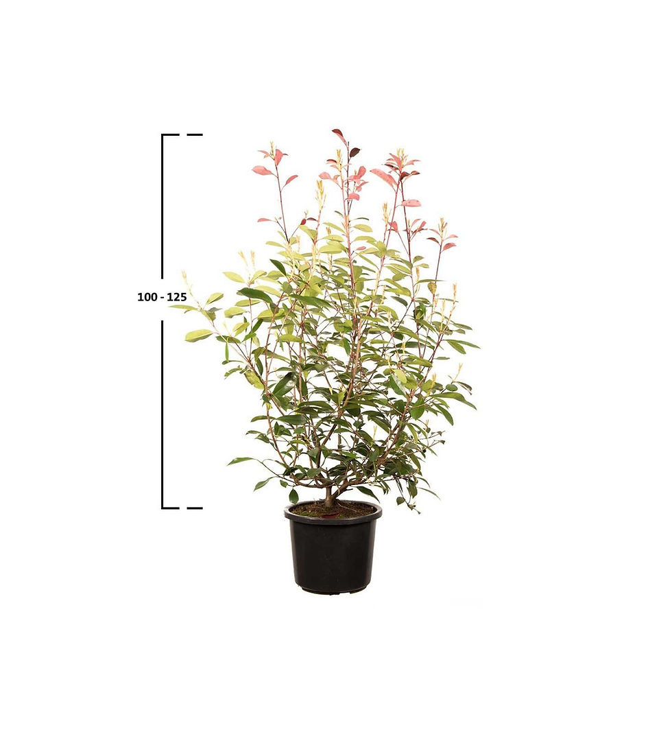 Miniatura: Phottinia Red Robin