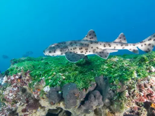 The Galapagos Bullhead Shark