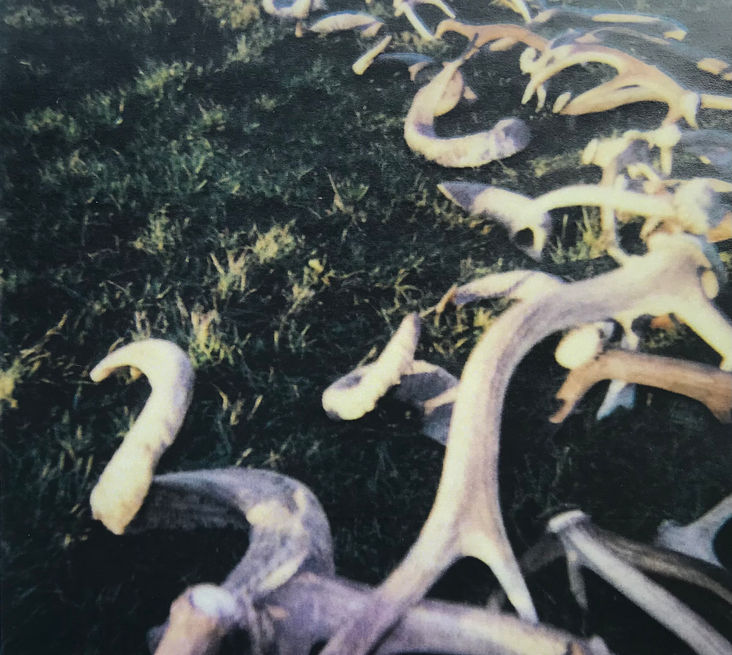 Antler & Rams Horn sculpture