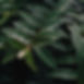 Wet Leaves_edited.jpg