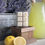 Thumbnail: Lavender Sunshine