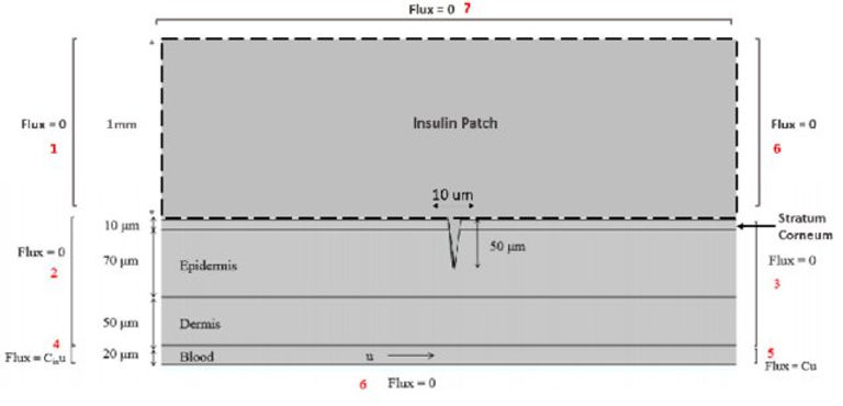 A-2D-schematic-of-one-section-of-the-insulin-patch-with-one-microneedle-punctureShoulder_W