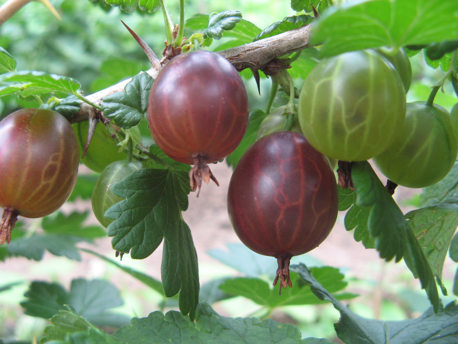 Groseilles à maqueraux bio fraiches ou surgelées