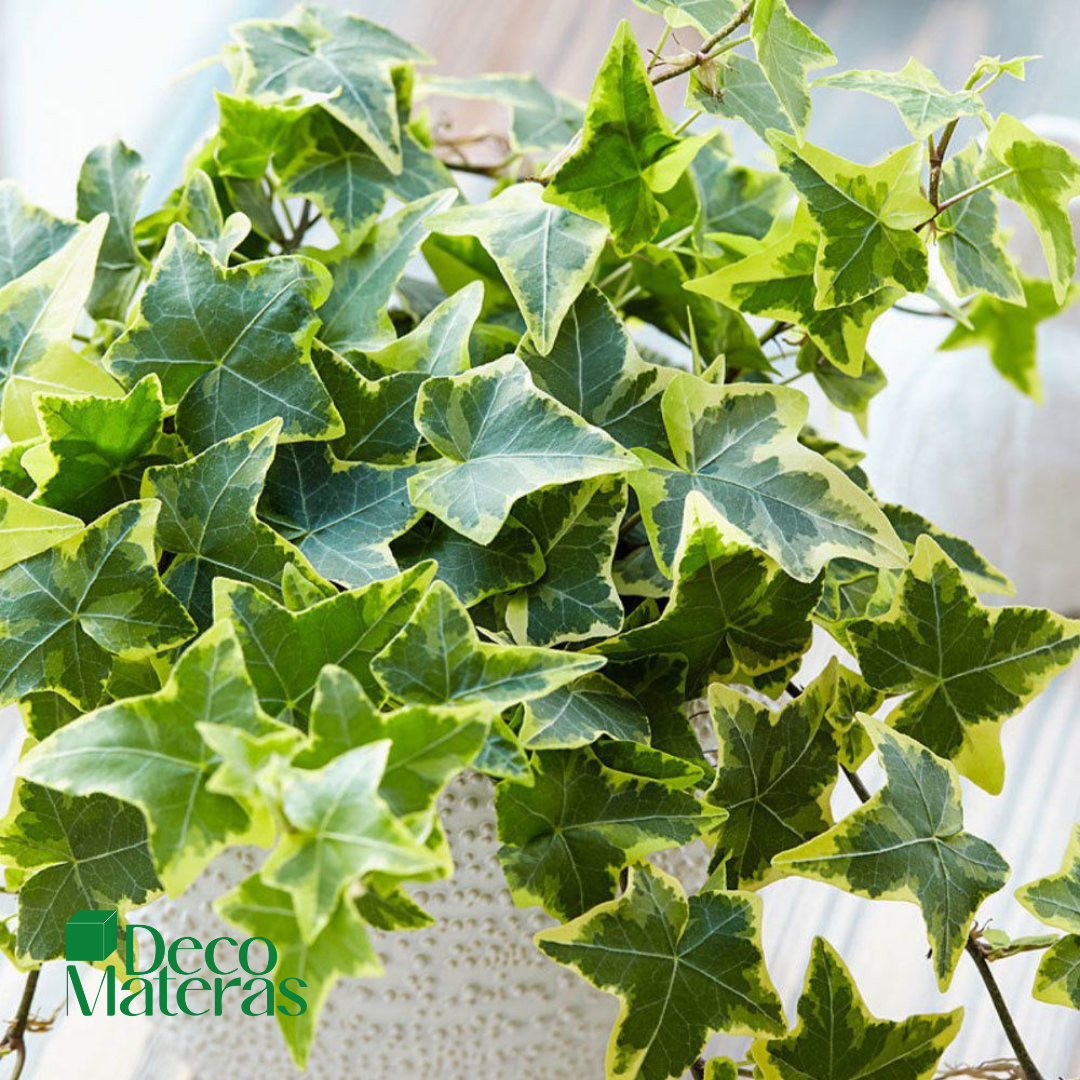 Hiedra Miami (Hedera Canaerensis)