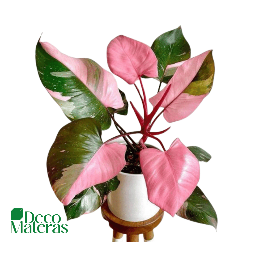 Filodendro Rosado Pink Lady (Philodendron erubescens)