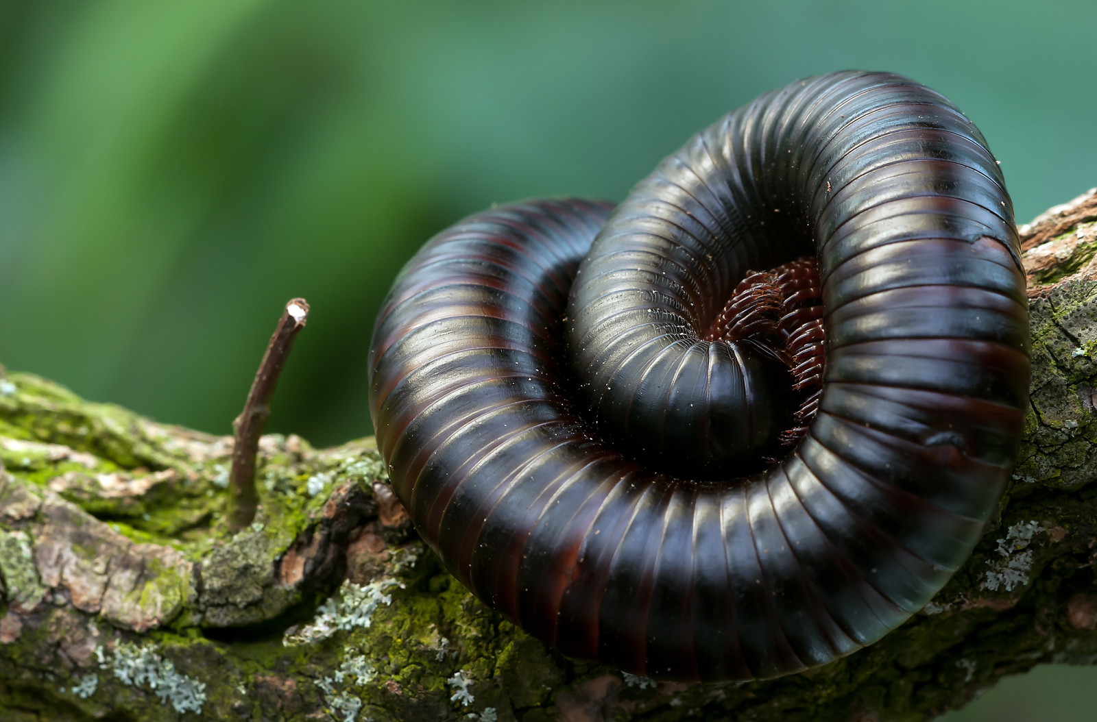 Giant Centipede