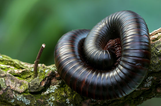 Giant Centipede