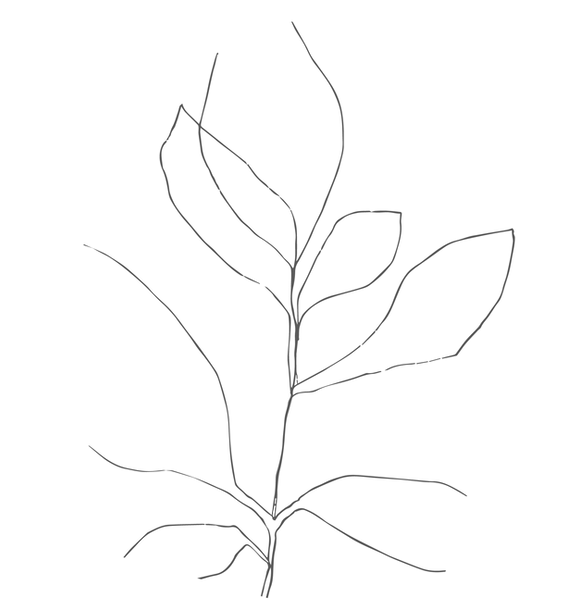 ILLUSTRATION.png