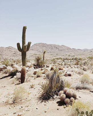 joshua tree, california - almost makes p