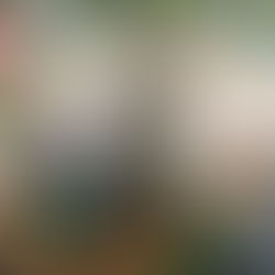 From the Forest to Your Hands: The Story Behind Your Citronella