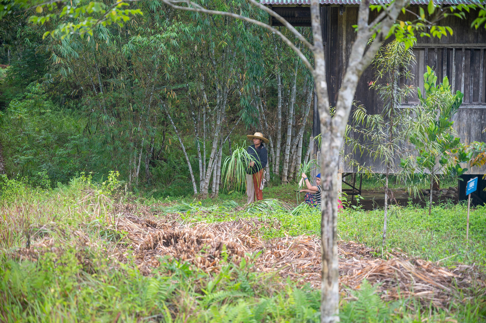 Two people gather leafy plants near a rustic wooden house in a lush, green forest. One wears a straw hat. Tree and greenery surround them.
