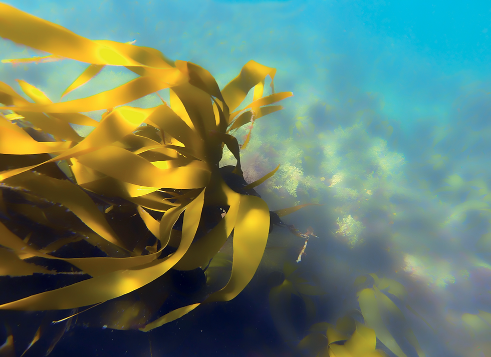 Kelp